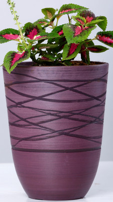 

AGRILABH HOME & KITCHEN GARDEN Plant Container(Plastic, External Height - 19 cm), Purple
