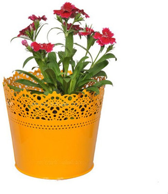 

TrustBasket HALF LACE FINISH YELLOW Plant Container(Metal, External Height - 17 cm)
