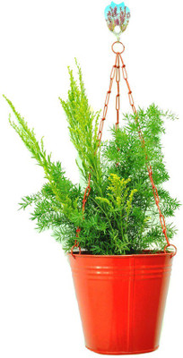 

First Smart Deal Plant Container(Metal, External Height - 18 cm), Red