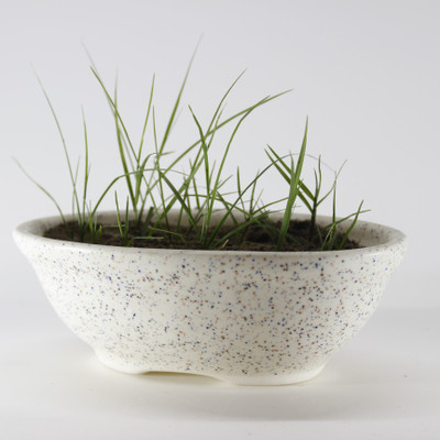 

PORT REGALO Plant Container(Ceramic, External Height - 6 cm), White