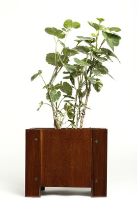 

NG Wooden Vase(7 inch, Brown)
