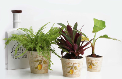 

JB Collection Plant Container(Ceramic, External Height - Planter 1 - 9 cm, Planter 3- 15 cm, Planter 2 - 9.5 cm), Multicolor