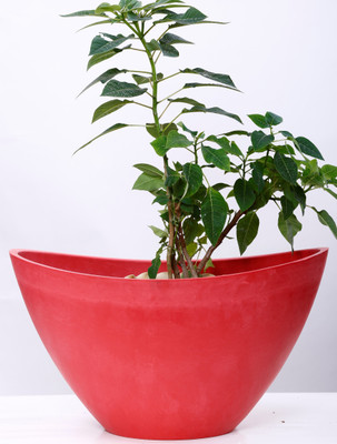 

AGRILABH HOME & KITCHEN GARDEN Plant Container(Plastic, External Height - 24 cm), Red