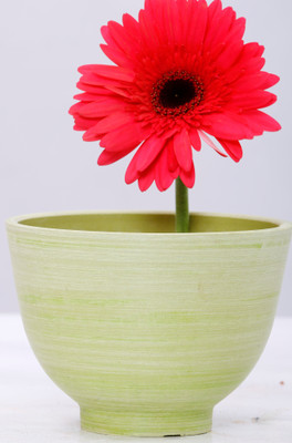 

AGRILABH HOME & KITCHEN GARDEN Plant Container(Plastic, External Height - 9 cm), Yellow