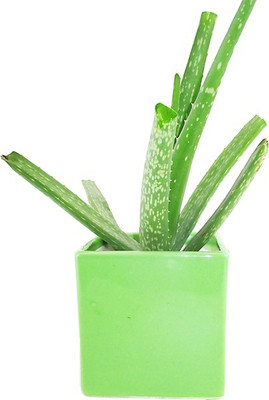 

RoyaL Indian Craft Square Green Plant Container(Ceramic, External Height - 11 cm)