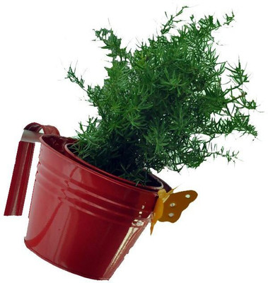 

First Smart Deal Plant Container(Metal, External Height - 11 cm), Red