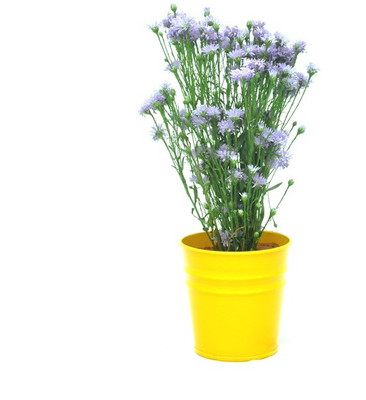 

First Smart Deal Plant Container(Metal, External Height - 11 cm), Yellow