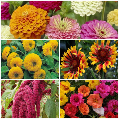 

Biocarve Summer Flower Kit Seed(5 per packet)