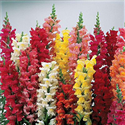 

National Gardens Baby Snapdragon Flower Seeds by National Gardens Seed(100 per packet)
