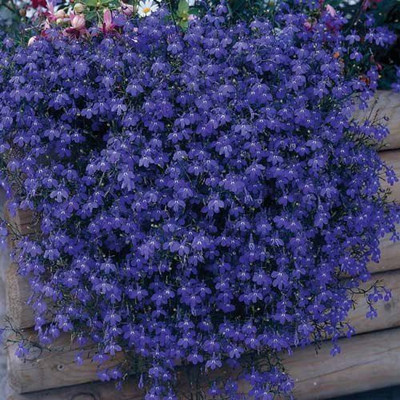 

E Garden Lobelia Seed(20 per packet)