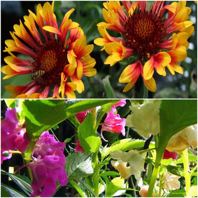 

Biocarve Flower kit for Rainy Season Seed(2 per packet)