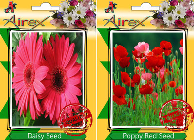 

Airex Daisy, Poppy Red Seed(25 per packet)
