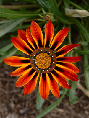 

Saaheli Gazania Seed(10 per packet)