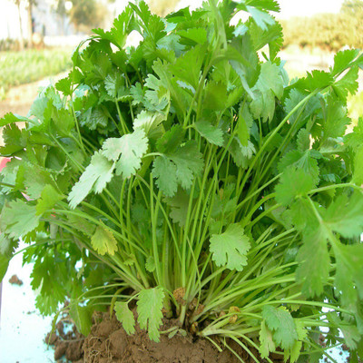 

Durga Seeds Coriander Seed(700 per packet)
