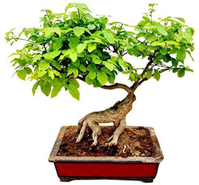 

Futaba Chinese Bonsai Seed(30 per packet)