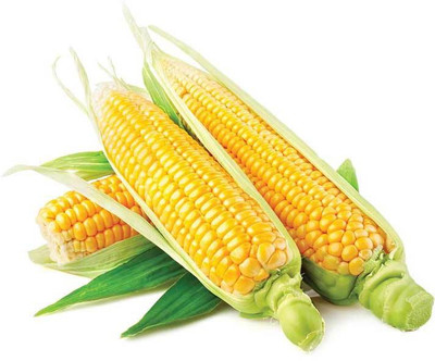 

Divine Tree Sweet Corn Seed(15 per packet)
