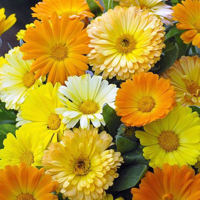 

Bio Kisan Flower Seed(50 per packet)