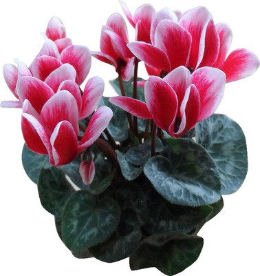 

Futaba Cyclamen Flower Seeds - Pink And White Seed(100 per packet)