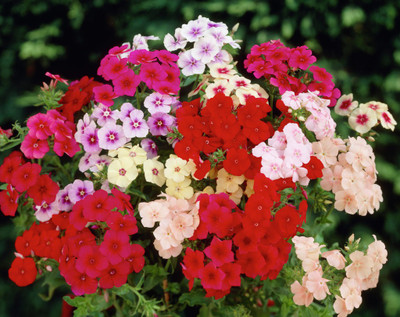 

Saaheli Phlox Drummondii Seed(10 Per Packet)