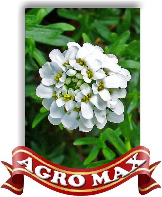 Agro Max CANDYTUFT WHITE Seed(50 per packet)