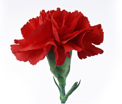 

Futaba Red Carnation Seed(100 per packet)