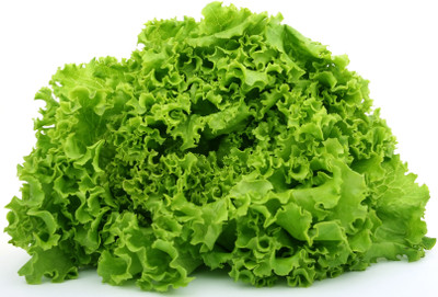 

Amir Enterprises Lettuce Seed(20 Per Packet)
