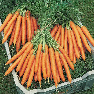 Seedbazaar Carrot Seed(200 per packet)