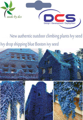 

DCS Authentic Seed(5 per packet)