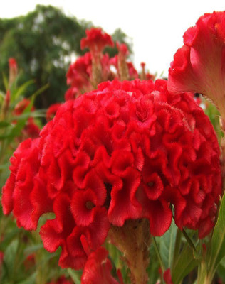 

Real Seed Cockscomb Seed(50 Per Packet)