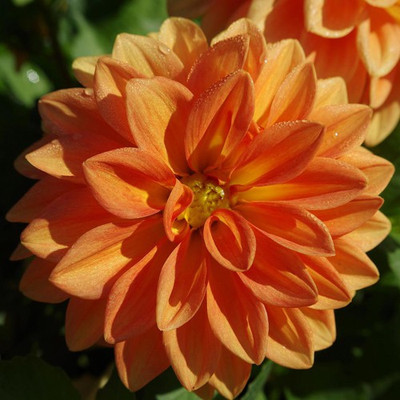 

E Garden Dahlia Figaro Seed(25 per packet)