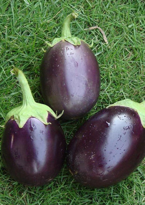 

Real Seed Brinjal Research F1 Hybrid Imported Seed(50 per packet)