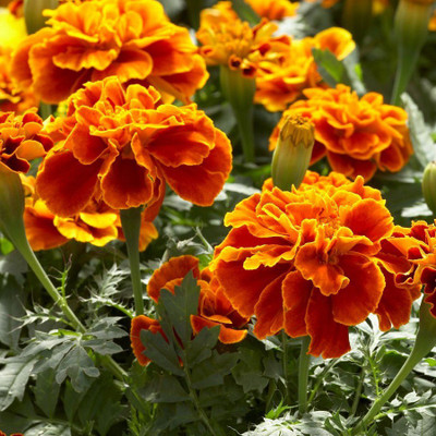 

Biocarve Tagetes Nana Petula Scarlet Red Seed(100 per packet)