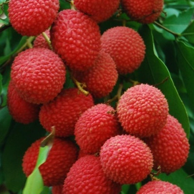 Nooelec India litchi Seed(5 per packet)