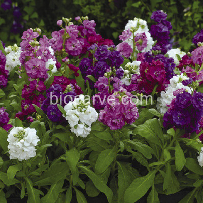 

Biocarve Matthiola Seed(20 per packet)