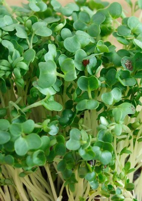 

Real Seed Cress Common Hybrid Herb Seeds Seed(10 per packet)