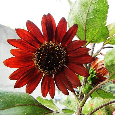 

Futaba Sunflower Seed(20 per packet)