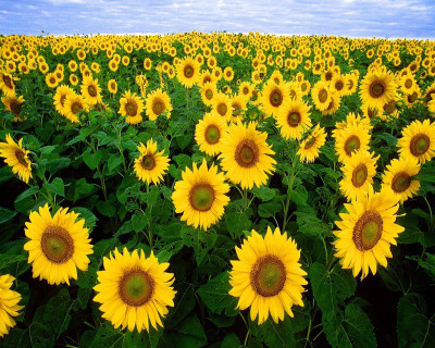 

Vsquare Retail Two Types of Attractive SunFlower Plant Seed(10 per packet)