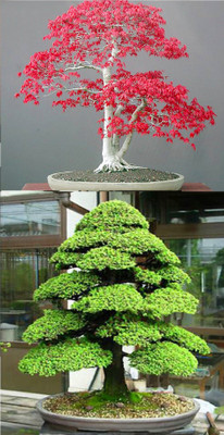 

Rainbow Spring Seeds Bonsai Red Maple Bonsia And Japanese Cedar Semillas Seed(10 per packet)