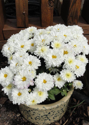 

Real Seed Chrysanthemum F1 Hybrid Flower Seeds Seed(30 Per Packet)