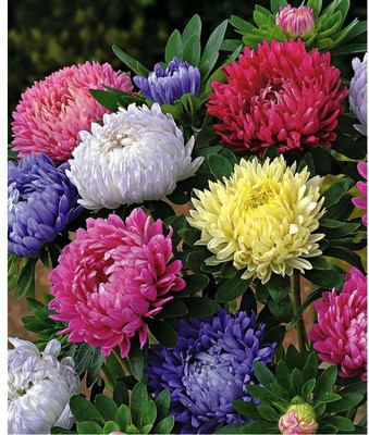 

BIO KISAN Flower Seed(100 per packet)