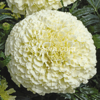 

Biocarve Marigold vanilla Seed(10 per packet)