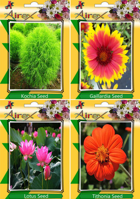 

Airex Kochia,Gaillardia,Lotus and Tithonia Seed(25 per packet)