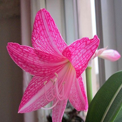 

Futaba Las Vegas Hippeastrum Seed(100 per packet)