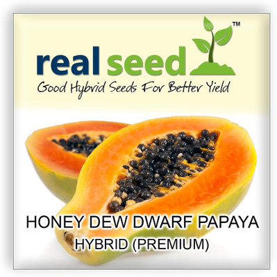 Real Seed Honey Dew Dwarf Papaya Hybrid Imported Fruit Seeds Seed(50 per packet)
