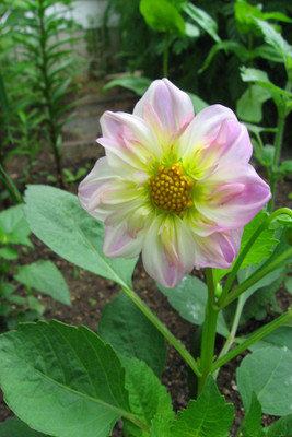 Seedlings india Dahlia Unwins Hybrid Mixed Seed(50 per packet)