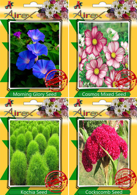 

Airex Morning Glory,Cosmos Mixed,Kochia and Cockscomb Seed(20 per packet)