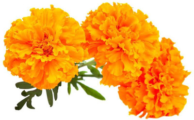 

Imago Marigold Seed(20 per packet)