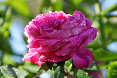 

Rainbow Spring Seeds Rose Seed(50 per packet)