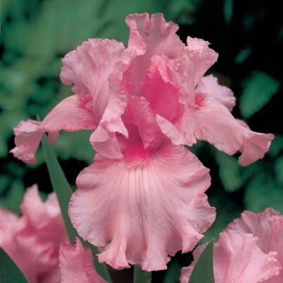 

Futaba Pink Iris Seed(40 per packet)