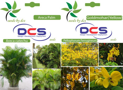

DCS Areca Palm and Goldmohar(yellow) Seed(20 per packet)
